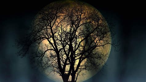 Full Moon Lonely Tree In The Night 4k Resolution Dark Wallpapers High
