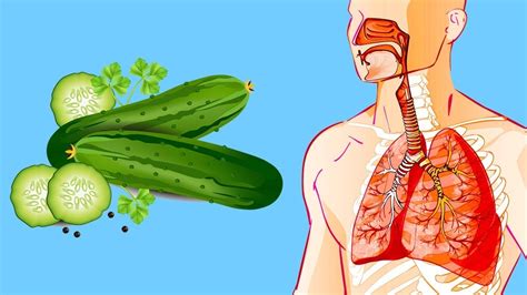 See What Happens If You Eat Cucumbers Everyday She Ate Cucumber Every