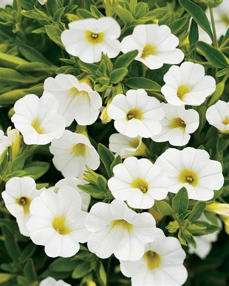 Superbells White With Yellow Center Calibrachoa Hyprid Heat And Low