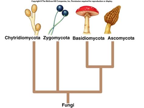 Basidiomycota Structure