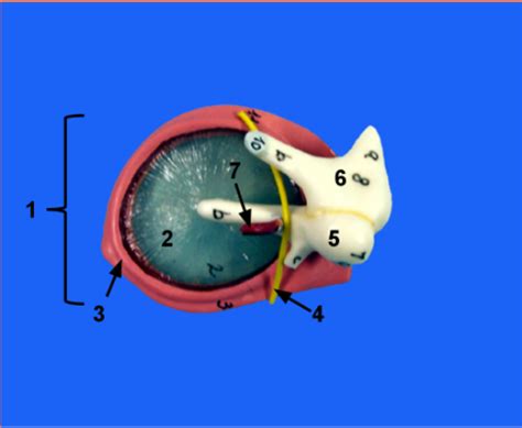 Ear Tympanic Membrane Ossicles Diagram Quizlet