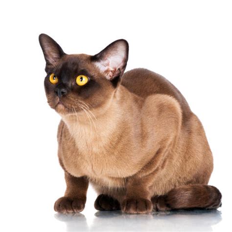 Burmese Cats Cat Breeds