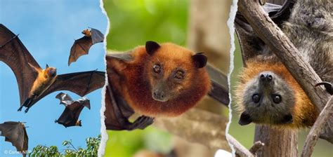 Flying Foxes Guardians Of Biodiversity Wildlife Preservation Society