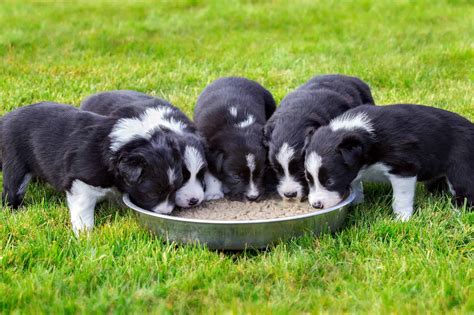 How Much To Feed A Border Collie Puppy And Adult Feeding Chart