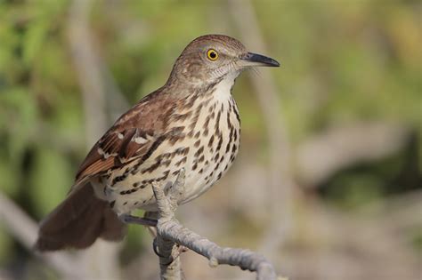 Beak Of The Week Brown Thrasher Houston Audublog