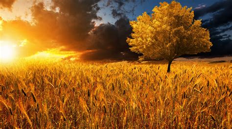 Golden sunset - Beautiful sunset over the wheat field. | Beautiful sunset, Sunset, Country roads