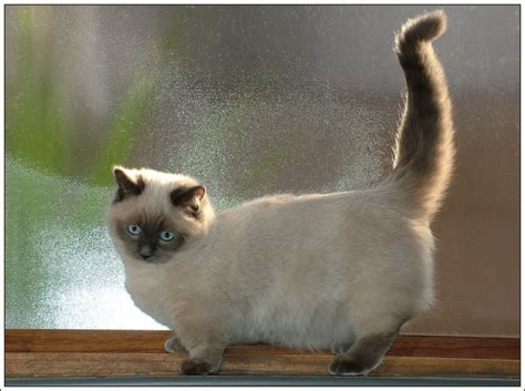 Bluepoint Munchkin Girl Munchkin Cat Cat Breeds Cute Cats