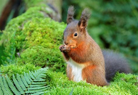 The Great Scottish Squirrel Survey Returns Scotlands Nature