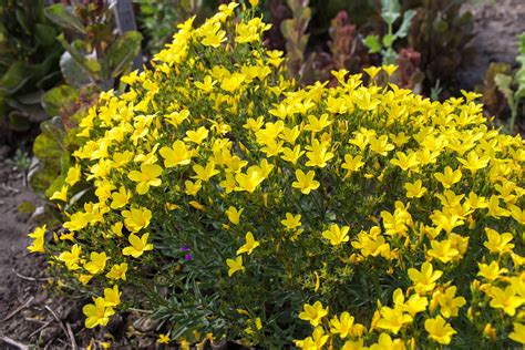 Linum Perennial Yellow Flax Prairie Garden Seeds