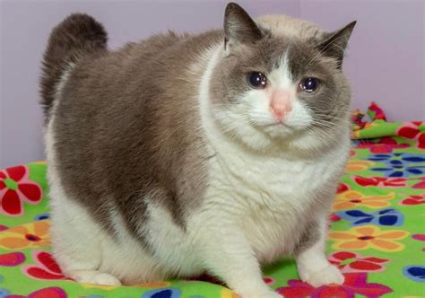 598 Best Chonk Images On Pholder Chonkers Absolute Units And Sadcats