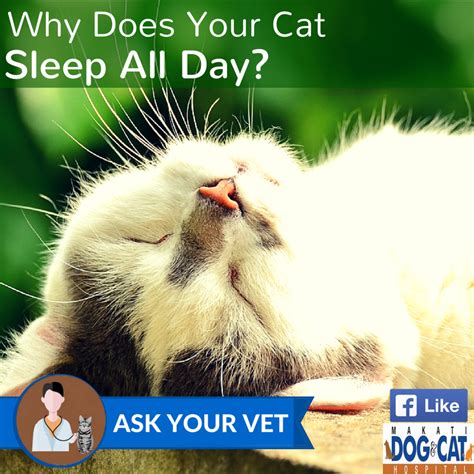 Why Does Your Cat Sleep All Day Makati Dog And Cat Hospital