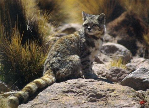 Wild cat animal animals lameks. Andean Cat (Oreailurus jacobita) {!--안데스고양이-->; DISPLAY ...