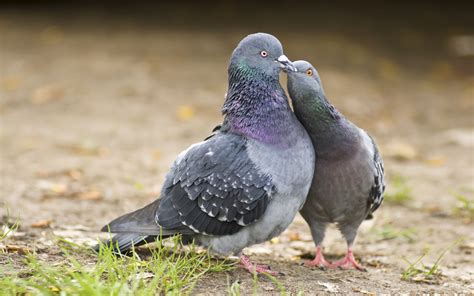 Love Between Two Birds Pigeons Par Kissing