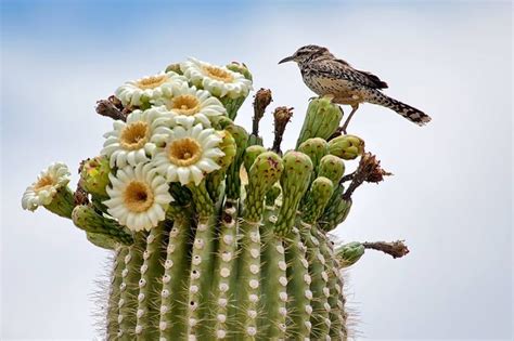 Cactus Wren Arizona State Bird And Saguaro Cactus Blossoms Arizona