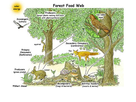 Use the food web below to draw out two different food chains for epping forest. Forest Food Webs DE Content