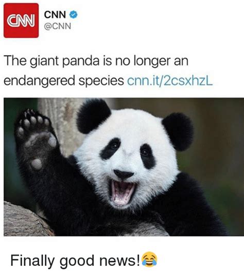 Cnn The Giant Panda Is No Longer An Endangered Species Cnnit2csxhzl