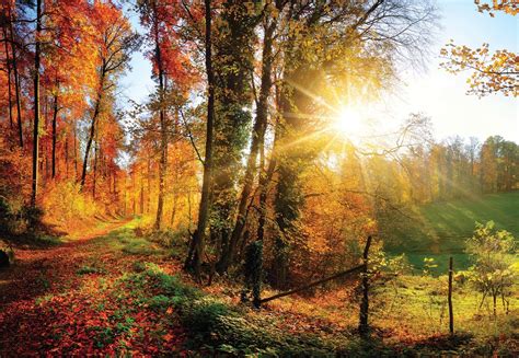Sunrise In Autumn Forest Wall Paper Mural Buy At Ukposters