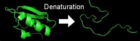 Video also mentions chaperonins (chaperone proteins) and how proteins can be denatured. Denatured Protein