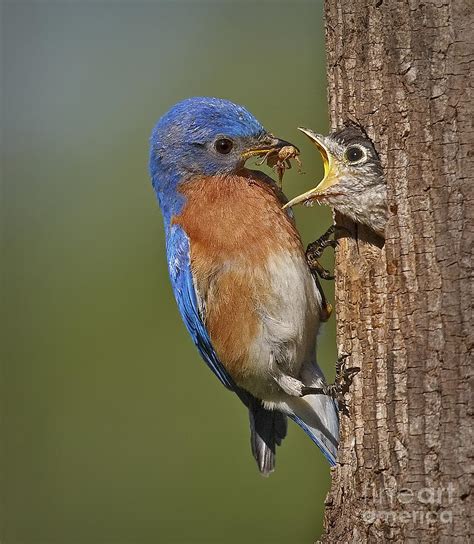 Beautiful Collection Of Bluebird Pictures