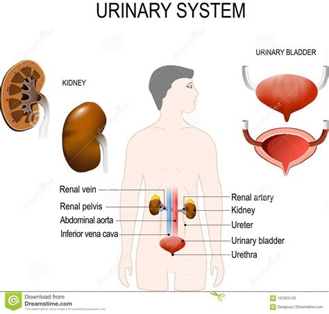 Kidney Bladder Urethra Diagram Diagram Media