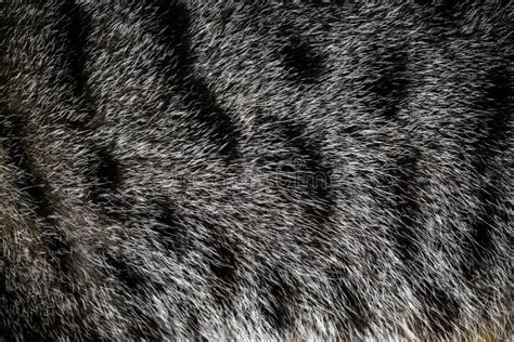 Tabby Cat Fur Texture Background Stock Photo Image Of Tabby Hair