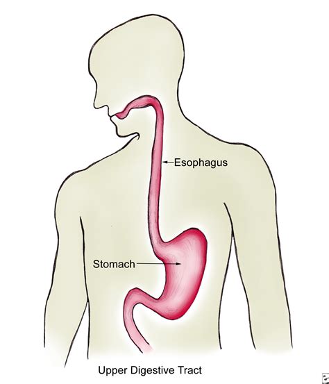 The esophagus | Structure of the esophagus - Anatomy-Medicine.COM