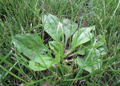 Broadleaf Plantain The Foragers Guide The Hunter Gatherer Society