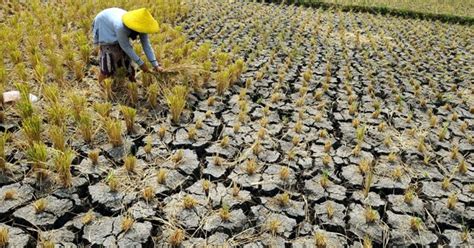 Pemanasaan global (global warming) atau sekarang lebih dikenal sebagai perubahan iklim global (climate change) efek yang ditimbulkan pemanasan global sangat berdampak besar seperti bertambah panasnya temperatur di permukaan bumi, naiknya permukaan. SekedarBerbagi: Penyebab dan Dampak Kekeringan, serta Cara ...