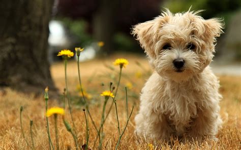 Download stock apple wallpapers and hd background images for all apple mobile phones and tablets. Adult yorkshire terrier HD wallpaper | Wallpaper Flare