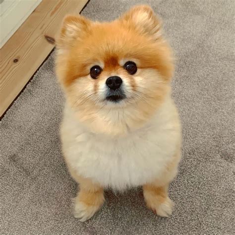 Cute Pomeranian