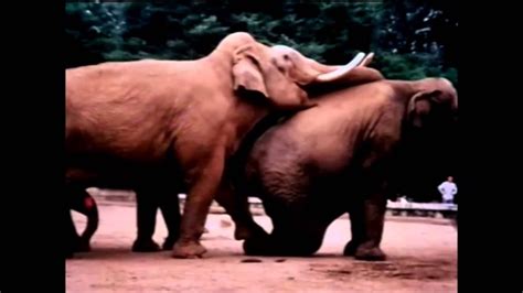 Elephant Mating Documentary Youtube