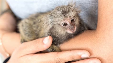No More Monkey Business As Primate Pets Set To Be Banned