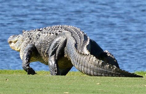 Two Alligators Engage In Battle On A Florida Golf Course 7 Pics