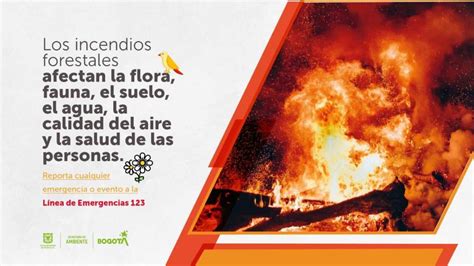 Acciones Para Prevenir Incendios Forestales Y Proteger Los Ecosistemas