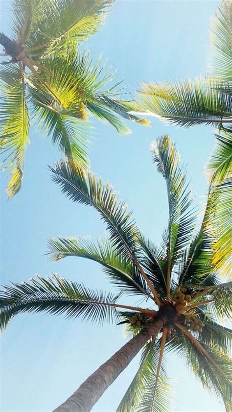 49 Palm Tree Iphone Wallpaper Wallpapersafari