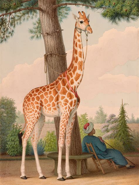 How Zarafa Frances First Giraffe Became A Cultural Sensation