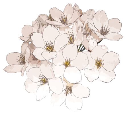 Flower overlay png, Flower overlay png Transparent FREE for download on