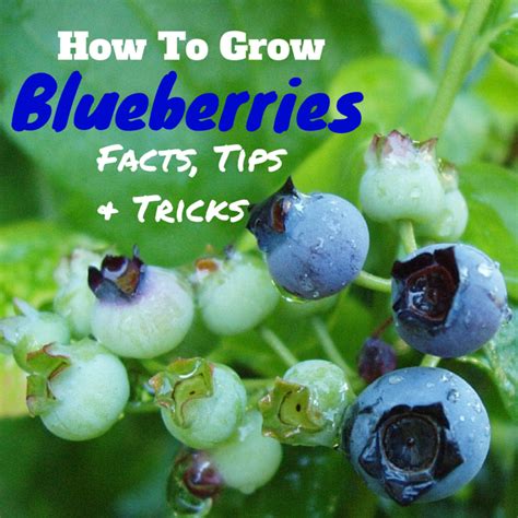 Facts Tips And Tricks To Growing Blueberries