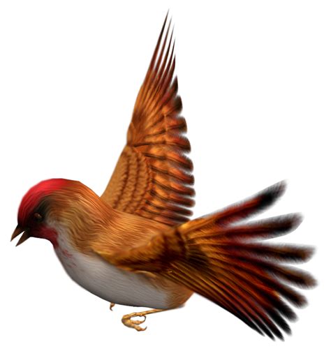 Download png transparent images backgrounds for free. bird png graphics