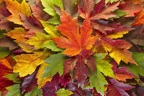 We did not find results for: Maple Leaves Mixed Fall Colors Background Photograph by ...