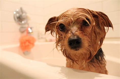 See full list on wikihow.com How Often Can You Bathe a Yorkie? (Answered!) - Embora Pets