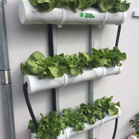 The Mint Diy Hydroponic System Rsa Made