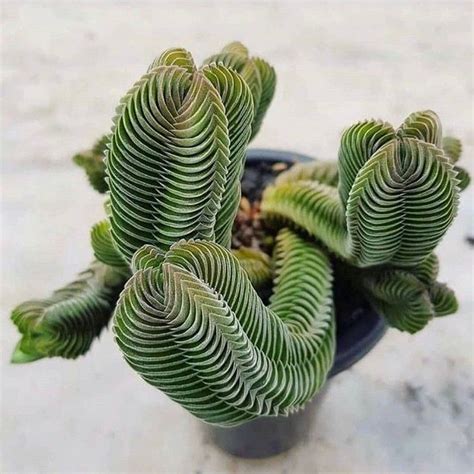 For instance, fungal infections are a common issue that many indoor cacti face. These guys are always flying out of here. Crassula 'Buddha ...