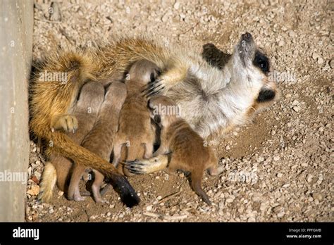 The Meerkat 9 Day Old Babies Are Feeding Milk From The Mother Meerkat