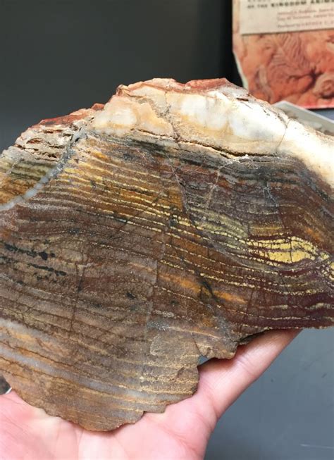 Oldest Fossils By Far La Brea Tar Pits