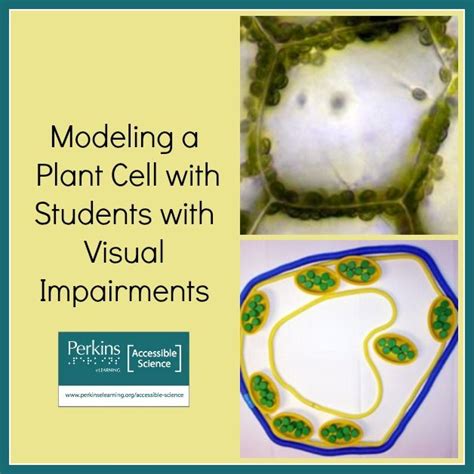 We did not find results for: 17 Best images about 5th grade animal and plant cell ...