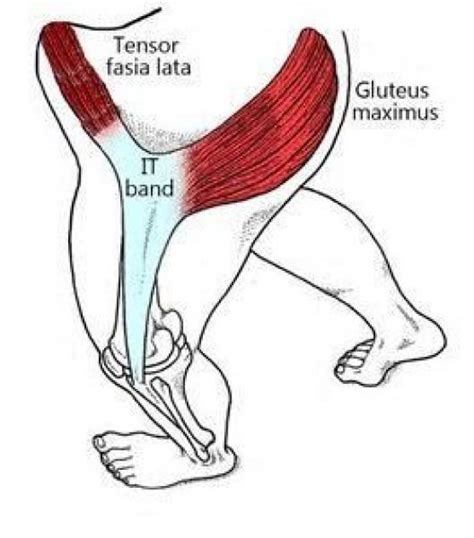 Hipflexor Hip Anatomy Yoga Anatomy Muscle Anatomy
