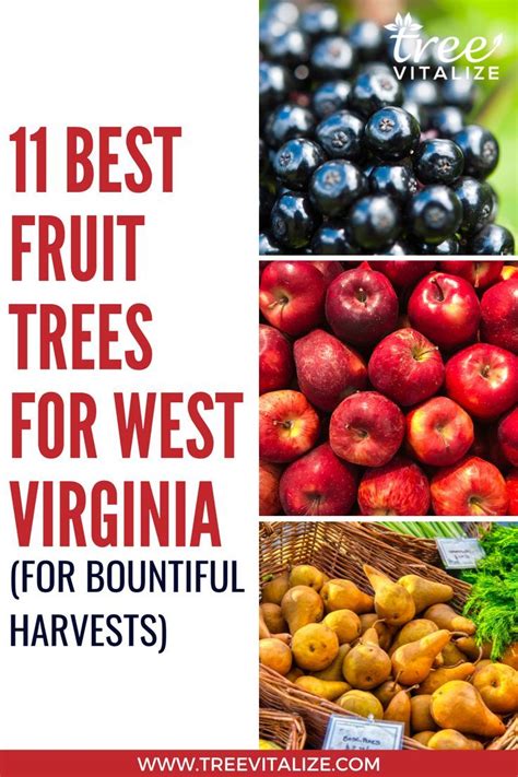11 best fruit trees for west virginia for bountiful harvests in 2022 fruit trees fruit