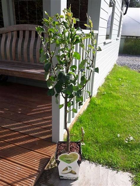 Dwarf Patio Conference Pear Tree In A 5l Pot Miniature And Self Fertile