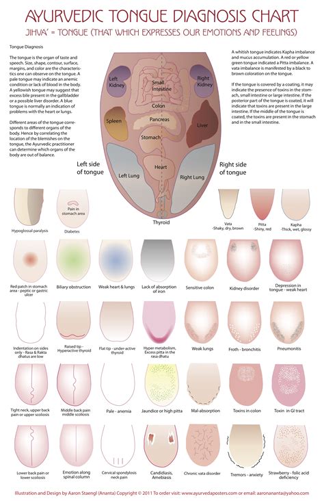 Ayurvedic Tongue Diagnosis Chart Printable Templates Free